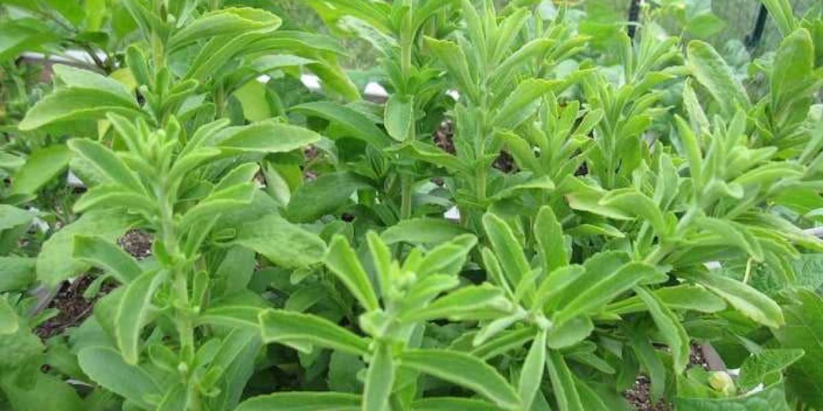 Stevia Market Growth Analysis, Outlook, Key Players, and Forecast 2024-2032